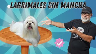 PORQUE se MANCHAN LOS LAGRIMALES de tu Shih Tzu by Alex Santillana [upl. by Sices]