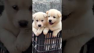 Beautiful and cute twins shots dog puppy petlove animals pets cute funnydog [upl. by Hoo]