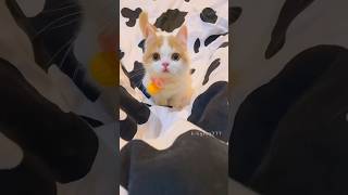 Rhythm of the Kitten💕😻 cute kitten cat meow [upl. by Tloh77]