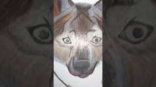 My first realistic wolf drawing 🐺 [upl. by Ahseinad625]