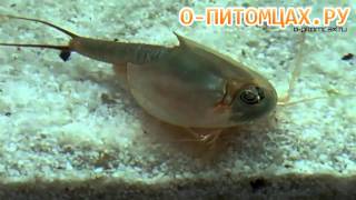 Щитень Triops australiensis  opitomcaxru [upl. by Tigdirb]