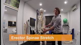 THE BEST Erector Spinae Stretch [upl. by Aihsened557]