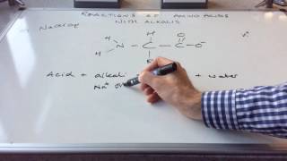 Reactions of Amino Acids [upl. by Bartosch]