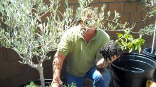 Container Gardening Olive Tree Planting [upl. by Janis]