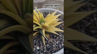 Haworthia Limifolia Variegated VideshiGardening Haworthia succulents Limifolia [upl. by Redyr]