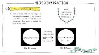 MICROSCOPY PRACTICAL Edexcel 91 Biology Topic 1 Key Concepts in Biology [upl. by Lucita]