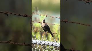 Greattailed Grackle on Barbed Wire [upl. by Pilloff]