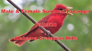 Summer Tanagers 2020 [upl. by Gem]