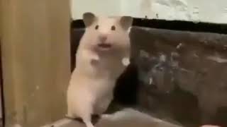 Shocked Hamster  Memes [upl. by Inavoig413]