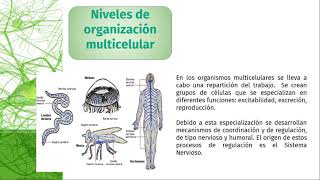 Videopresentación Filogenia del sistema nervioso [upl. by Melnick]