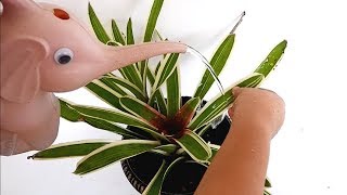 How to Grow and Care for Bromeliads in Pots Neoregelia CarolinaeBlushing for Indoor Decor [upl. by Hamfurd]