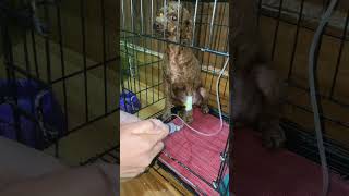 treatment sick cat infected parasite [upl. by Angelique149]