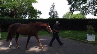 English Channel at Calumet Farm 52616 [upl. by Atirehs]