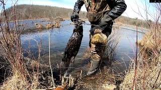 Beaver Trapping with FootHolds [upl. by Oswal693]