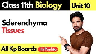 Sclerenchyma Tissues  Supporting Tissues in plants  Class 11th biology [upl. by Colyer]