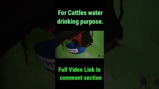 Cow Drinking Bowl for all dairy farms MDMfor price details contact9345051010SHORTS [upl. by Plotkin]