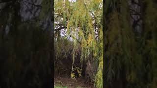 Weeping willow tree [upl. by Elleinnod]