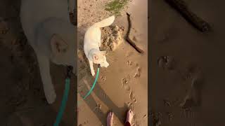 Dog Beach pt 1  Muskegon MI 72124 [upl. by Vito]