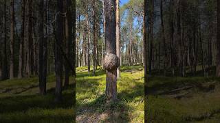 Lemmenjoki National Park Finland 24 July 2024 [upl. by Musetta]