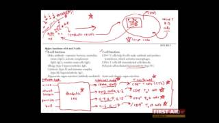 First Aid for the USMLE Step 1 IMMUNOLOGY  06  Activation and differentiation of T and B cells [upl. by Amora]