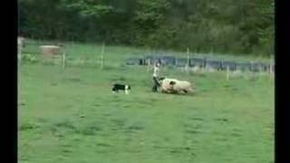 Border Collie Rescue  Sheepdog Training  Gael [upl. by Carolynne]