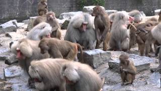 Baboon Feeding  Bavianen Voederen [upl. by Lrig]