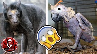 TOP 7 ANIMALES HERMOSOS QUE SON FEOS SIN PELO [upl. by Anaimad]