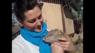 Baby javelina quotTater Totquot at Heritage Park Zoological Sanctuary in Prescott Arizona [upl. by Wolfy576]