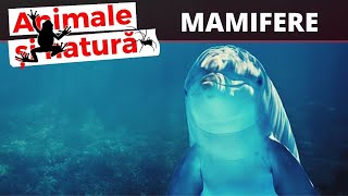 Despre mamifere cetacee  balenele si delfinii sunt mamifere [upl. by Ganny358]