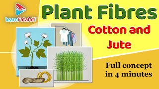 Plant Fibres  Cotton and Jute Class 6 Fibre to Fabrics  CBSE  LearnFatafat [upl. by Ofloda]