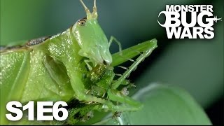 MONSTER BUG WARS  Rainforest Rampage  S1E6 [upl. by Yc472]