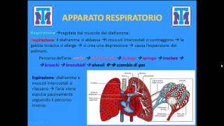 Test Medicina 2022 Biologia  Anatomia e Fisiologia degli animali e delluomo Parte 1 [upl. by Franzen]