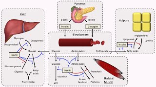 GCSE Science Biology AQA  Homeostasis Control of Blood Glucose [upl. by Maltzman608]