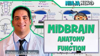 Neurology  Midbrain Anatomy amp Function [upl. by Philo658]