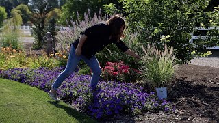 Planting 3 Beautiful Varieties of Ornamental Grass 🌾🌾🌾  Garden Answer [upl. by Notneb]