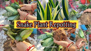 Snake Plant soil mix  Perfect potting mix for Sansevieria  soil mixing fertilizing watering etc [upl. by Doownil]