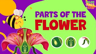 Parts of a Flower  Pollination Video  Science for Kids  Parts of Flower and their Functions [upl. by Gula212]