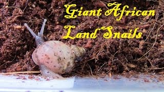 Cheap amp Easy Pets GALS Giant African Land Snail [upl. by Ferrigno]