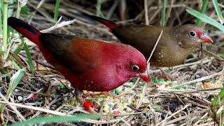 How to breed finches  The Redbilled Fire Finch  Lagonosticta senegala [upl. by Mychal]