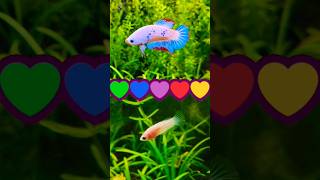 How to Breed Betta Fish at Home [upl. by Asiral984]