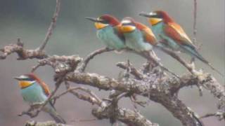 Abelharuco  Bee eater Merops apiaster [upl. by Anoy]