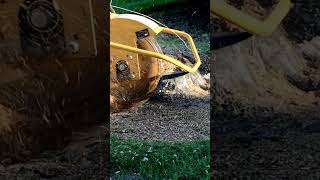 Satisfying Stump Grinding  shortvideo stumpgrinding satisfying [upl. by Willman]