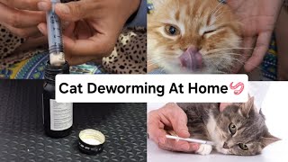 Cat Deworming🪱At Home 🏡 Bob Rusty Aura ki deworming meowmeade catdeworming catvlogs [upl. by Aisyle272]