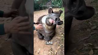 Brazilian Tapir  Cuddliest Giants of Brazil [upl. by Yretsym]