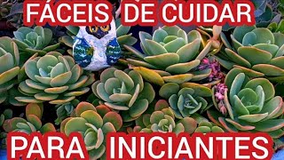 18 SUCULENTAS de FÁCIL CULTIVO para INICIANTESDICAS IMPORTANTES [upl. by Thorbert863]