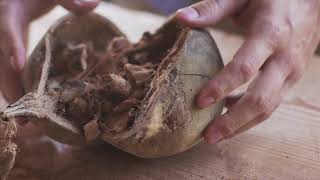 Cutting the baobab fruit  one of Elephant Gins African botanicals [upl. by Ressay]