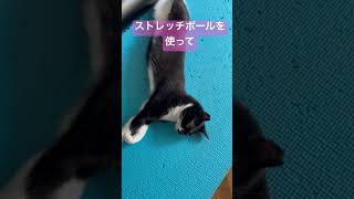 練習に余念がないねこ cat 猫 保護猫 ねこ ねこのいる生活 ヨガ ストレッチ [upl. by Enoid]