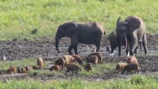 Baby potamochere and forest elephants in Langoue Bai Ivindo National Park Gabon [upl. by Irama]