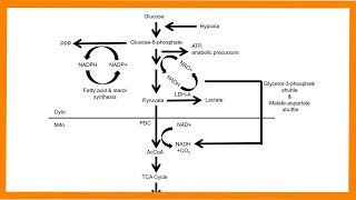 Glycolysis [upl. by Jordans]