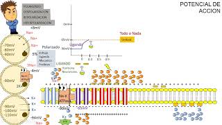 FISIOLOGÍA Clase 4 POTENCIAL DE ACCION [upl. by Laikeze]